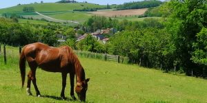 banniere histoire du sanon